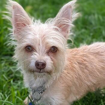 Pinky -  Terrier Dog for Adoption in Fort Collins, Colorado - Pinky | PetCurious