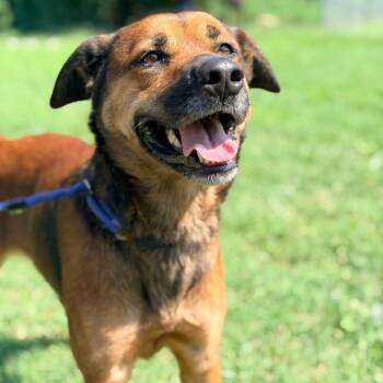Niska -  Mixed Breed Dog for Adoption in Huntington, West Virginia - Niska | PetCurious
