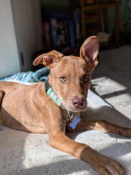 Pit Bull Terrier Dogs Available for Adoption - Brady | PetCurious