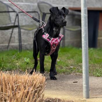 Sweet Potato Casserole -  Mixed Breed Dog for Adoption in Charleston, West Virginia - Sweet Potato Casserole | PetCurious