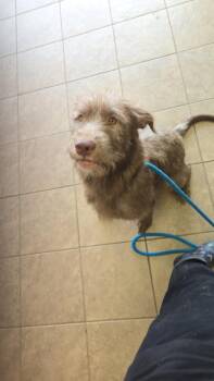 Molly (Quarry) -  Mixed Breed Dog for Adoption in Marion, Ohio - Molly (Quarry) | PetCurious