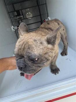 A660888 -  French Bulldog Dog for Adoption in Houston, Texas - A660888 | PetCurious