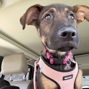 Patty -  Shepherd Dog for Adoption in Baton Rouge, Louisiana - Patty | PetCurious