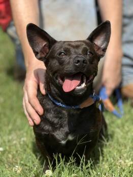 Bean Dip -  French Bulldog and Chihuahua Dog for Adoption in Meherrin, Virginia - Bean Dip | PetCurious