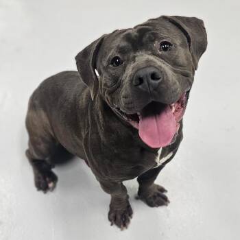 Pit Bull Terrier Dogs Available for Adoption - Slate ~ Coming Soon!!! | PetCurious