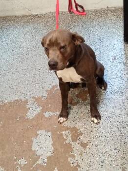 Pit Bull Terrier Dogs Available for Adoption in Mobile, Alabama - Smiley | PetCurious