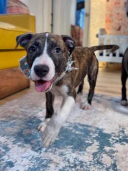Pit Bull Terrier and Plott Hound Dogs Available for Adoption - Finn Magnolia | PetCurious