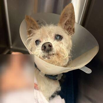Gizmo -  Mixed Breed Dog for Adoption in Davenport, Iowa - Gizmo | PetCurious