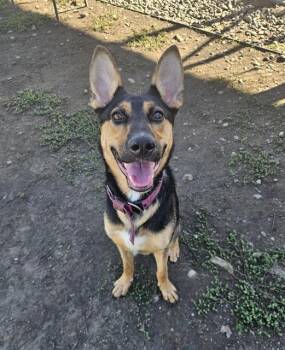 Rescue German Shepherd Dog Dogs for Adoption in Sacramento, California - SAVANNAH | PetCurious