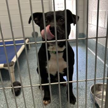 Chapel -  Pit Bull Terrier Dog for Adoption in Greensboro, North Carolina - Chapel | PetCurious
