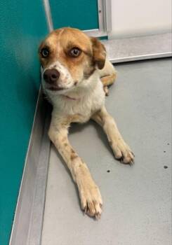 Hound and Mixed Breed Dogs Available for Adoption in Oklahoma City, Oklahoma - A473075 | PetCurious