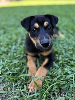 Rescue Rottweiler and Siberian Husky Dogs for Adoption in Casselberry, Florida - Fritter | PetCurious