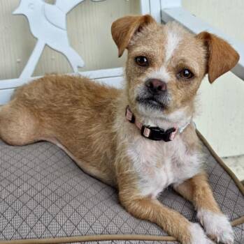 Kacey -  Border Terrier and Mixed Breed Dog for Adoption in Mead, Colorado - Kacey | PetCurious