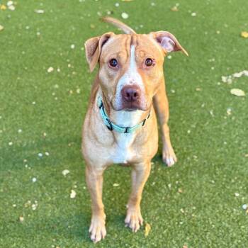 Leo -  Pit Bull Terrier Dog for Adoption in Providence, Rhode Island - Leo | PetCurious