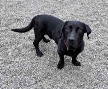 Black Labrador Retriever and Basset Hound Dogs Available for Adoption in Brooks, Maine - Trolli | PetCurious
