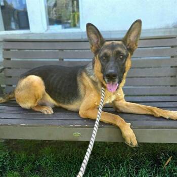MASON -  German Shepherd Dog Dog for Adoption in Long Beach, California - MASON | PetCurious