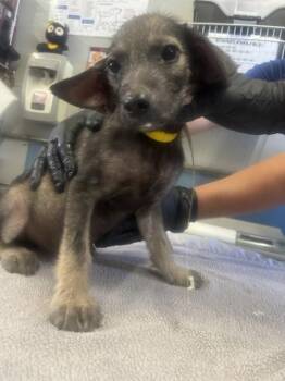 A886249 -  Cairn Terrier and Mixed Breed Dog for Adoption in Camarillo, California - A886249 | PetCurious