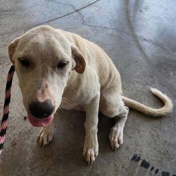 Cheddar -  Mixed Breed Dog for Adoption in Lake Panasoffkee, Florida - Cheddar | PetCurious