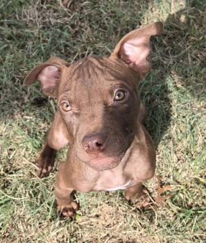 Morris McGurk -  Pit Bull Terrier and American Bully Dog for Adoption in Graham, Texas - Morris McGurk | PetCurious