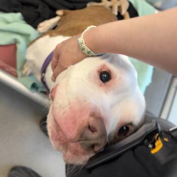 Mixed Breed Dogs Available for Adoption - Dorothy | PetCurious