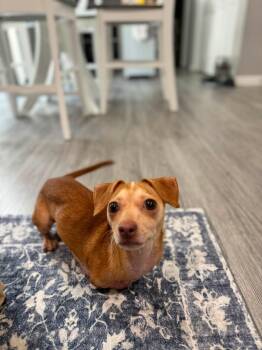 Bunny -  Dachshund and Chihuahua Dog for Adoption in Prince Frederick, Maryland - Bunny | PetCurious