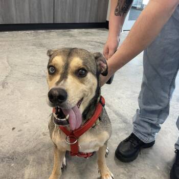 Ace (Gibson) -  Husky and Mixed Breed Dog for Adoption in Saint Joseph, Missouri - Ace (Gibson) | PetCurious
