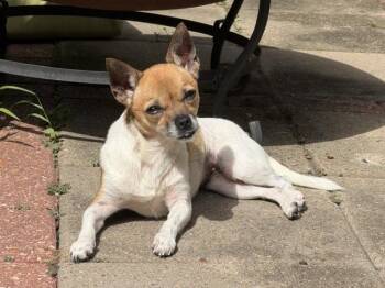 Elote -  Chihuahua Dog for Adoption in New Orleans, Louisiana - Elote | PetCurious