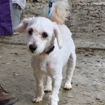Maltese and Poodle Dogs Available for Adoption in Chino Hills, California - Codie - Chino Hills Location | PetCurious