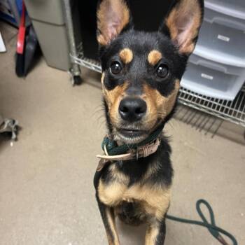 Little Bit -  Mixed Breed Dog for Adoption in Chattanooga, Tennessee - Little Bit | PetCurious