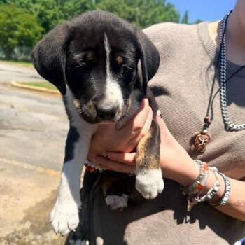Candy -  Mixed Breed Dog for Adoption in Corinth, Mississippi - Candy | PetCurious