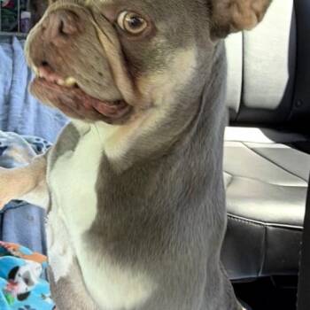 Roxy -  French Bulldog Dog for Adoption in Sunrise, Florida - Roxy | PetCurious