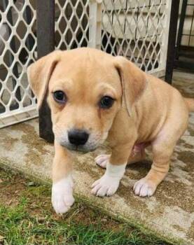 CLAYTON -  Boxer and Terrier Dog for Adoption in Louisville, Ohio - CLAYTON | PetCurious