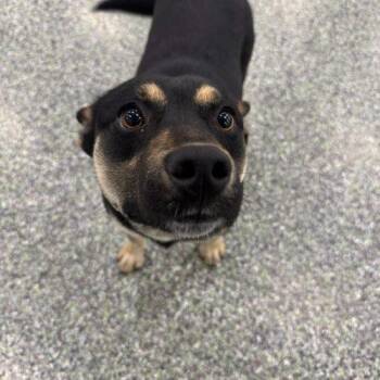 Cattle Dog and Mixed Breed Dogs Available for Adoption in Vancouver, Washington - Beans | PetCurious