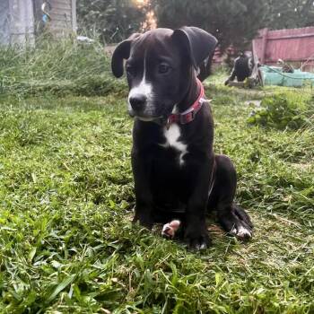 Atlas -  Pit Bull Terrier Dog for Adoption in Springfield, Illinois - Atlas | PetCurious