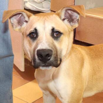 Mixed Breed Dogs Available for Adoption in Port Washington, New York - Sunny | PetCurious