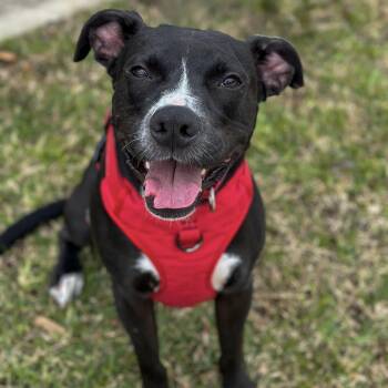 Rescue Labrador Retriever and Boxer Dogs for Adoption in Houston, Texas - Jester | PetCurious