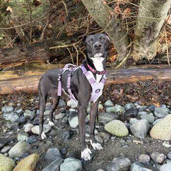 Flora -  Labrador Retriever and Whippet Dog for Adoption in Calgary, Alberta - Flora | PetCurious
