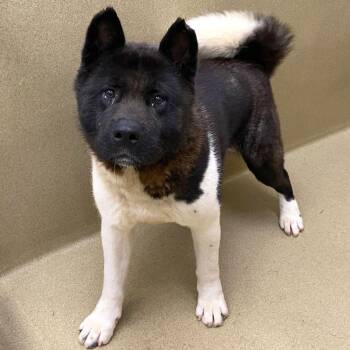 York -  Akita Dog Available for Adoption in Monroe, Georgia - York | PetCurious