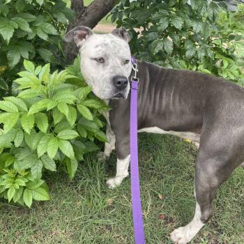 Kane -  Pit Bull Terrier Dog for Adoption in Austin, Texas - Kane | PetCurious