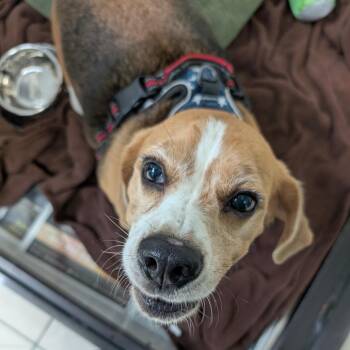 Bud -  Beagle Dog for Adoption in Lakeland, Florida - Bud | PetCurious