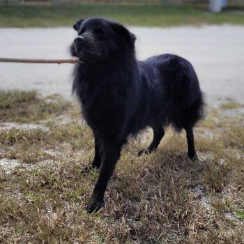 Rescue Chow Chow Dogs for Adoption in Lake Panasoffkee, Florida - Forest | PetCurious