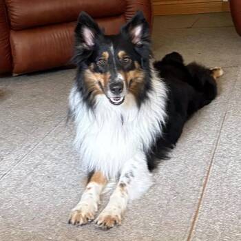 Sam -  Collie Dog for Adoption in Dublin, Ohio - Sam | PetCurious