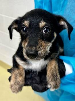 Mixed Breed Dogs Available for Adoption - Beaker | PetCurious
