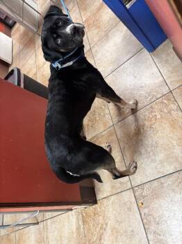 Sonic -  Mixed Breed Dog for Adoption in Cincinnati, Ohio - Sonic | PetCurious