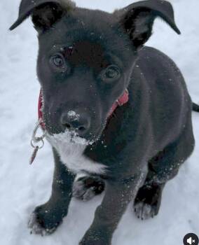 German Shepherd Dog and Husky Dogs Available for Adoption - Zoey | PetCurious