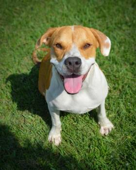 Angel -  American Bully and American Staffordshire Terrier Dog for Adoption in Gulfport, Mississippi - Angel | PetCurious