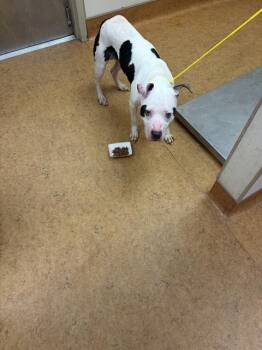 JANET LEIGH -  Pit Bull Terrier Dog for Adoption in Sacramento, California - JANET LEIGH | PetCurious