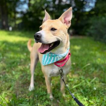 Katie Mae -  Mixed Breed Dog for Adoption in Bonifay, Florida - Katie Mae | PetCurious