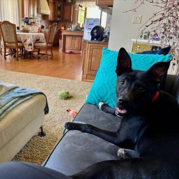 Whisper -  Australian Kelpie and Labrador Retriever Dog for Adoption in Metamora, Michigan - Whisper | PetCurious