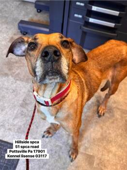 Koi -  Doberman Pinscher and Labrador Retriever Dog for Adoption in Pottsville, Pennsylvania - Koi | PetCurious
